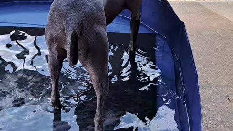 Luna in pool 3