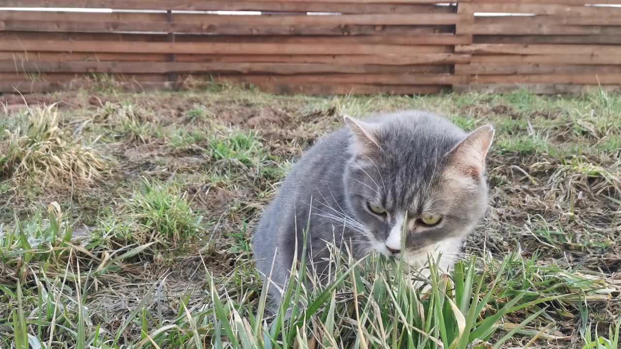 The cat plays in the park