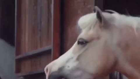 mucus horse