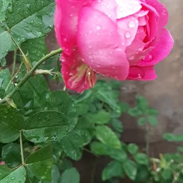 Water drops on a rose in slow motion