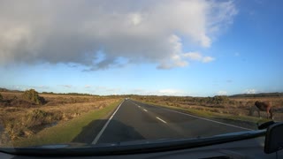 Driving in the new forest. Speedlapse. GoPro