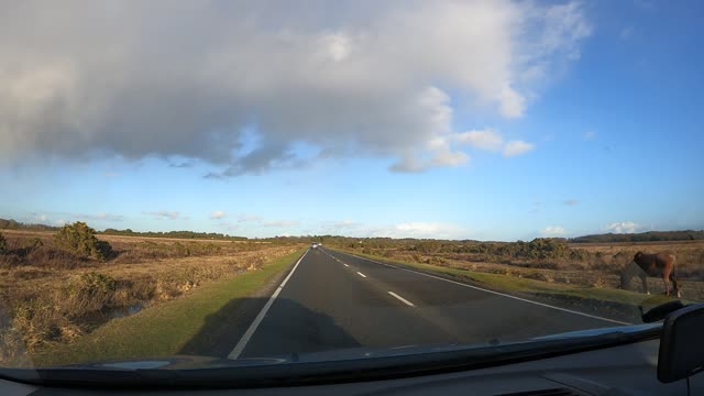 Driving in the new forest. Speedlapse. GoPro