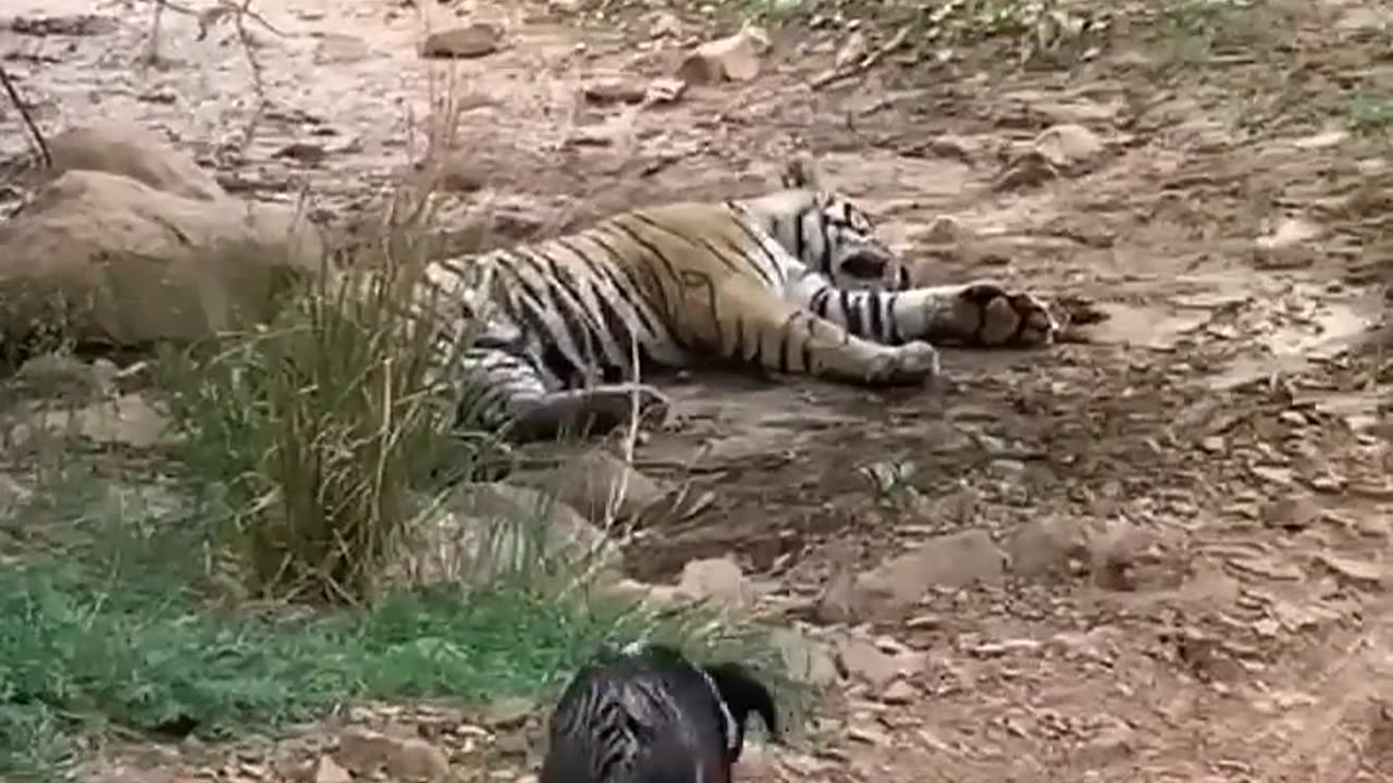 Tiger_killed_dog_at_zone_2_Ranthambore_National_Park,_Tiger_attack_dog_#Shorts(720p)