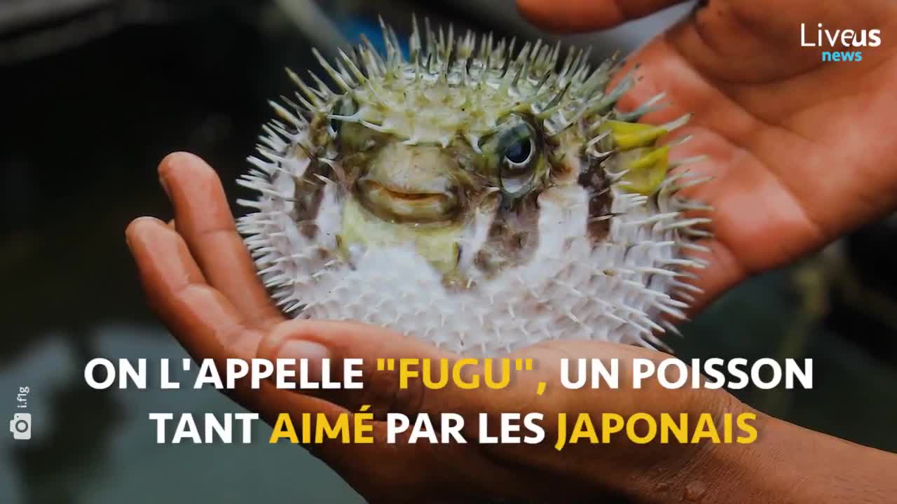 Fugu.. The deadly Fish