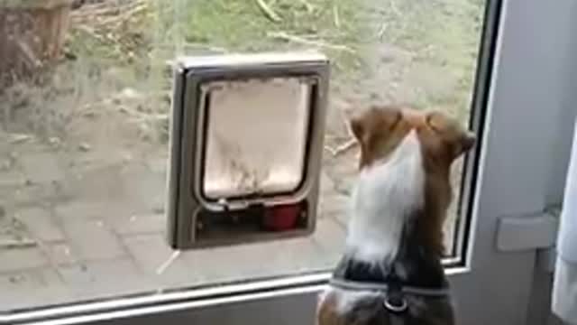 at least he's not scared of the birds