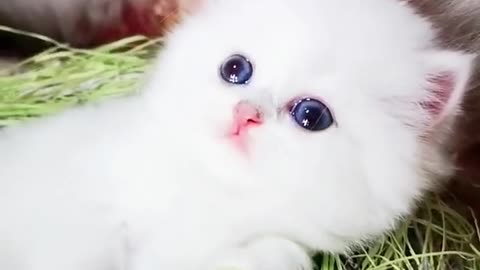 Lovely and cute cat video