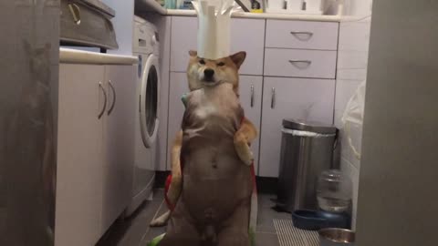 Shiba Inu chef prepares delicious dinner