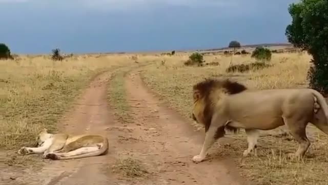 lion disturbing🦁