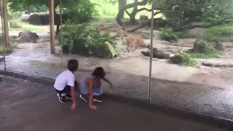🙉 Funny Dogs, Cats and Animals Videos 🤩 TRY Not to Laugh!