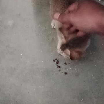 Mini Kitten Loves | Funny Cats Video #short