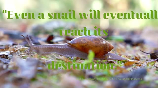 snail's proverb