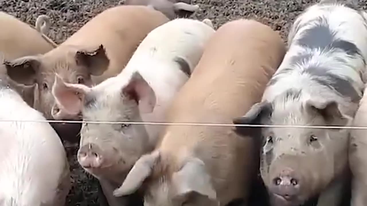 Ultimate Funny Animals