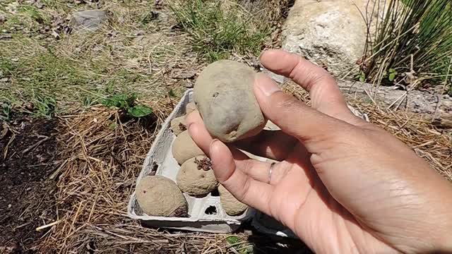 Planting Potatoes