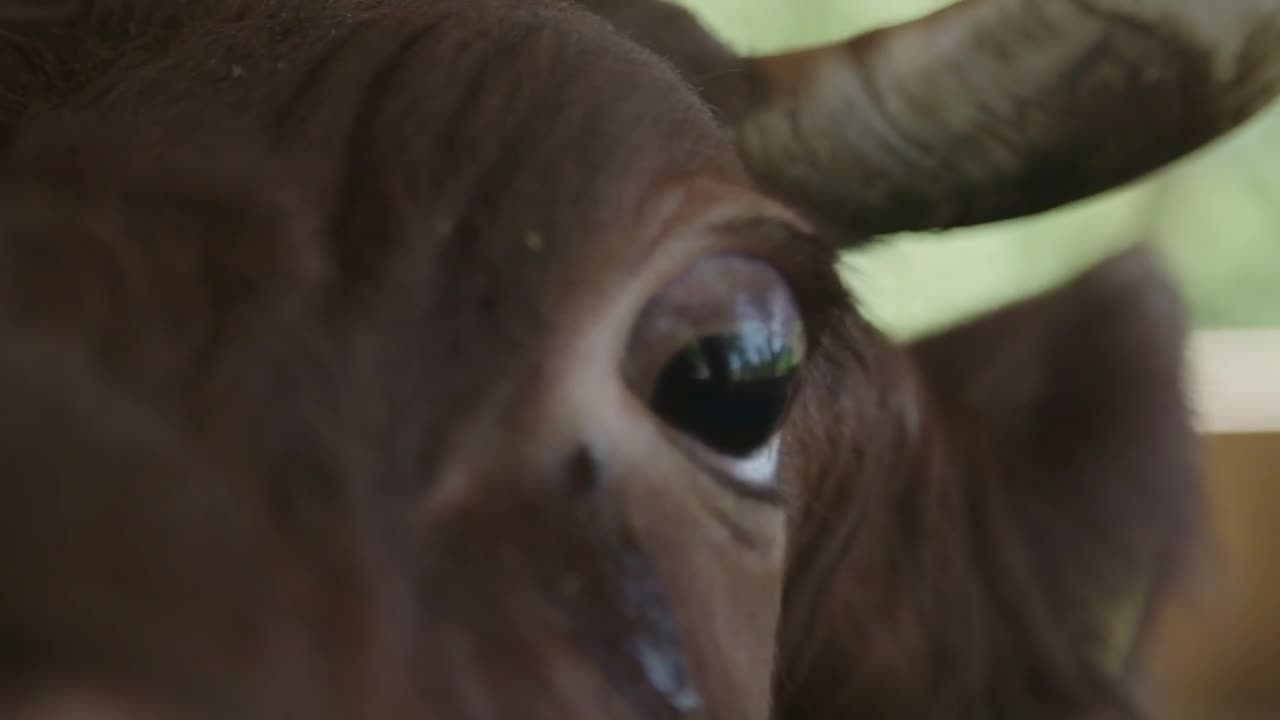 Cows Eye Close up