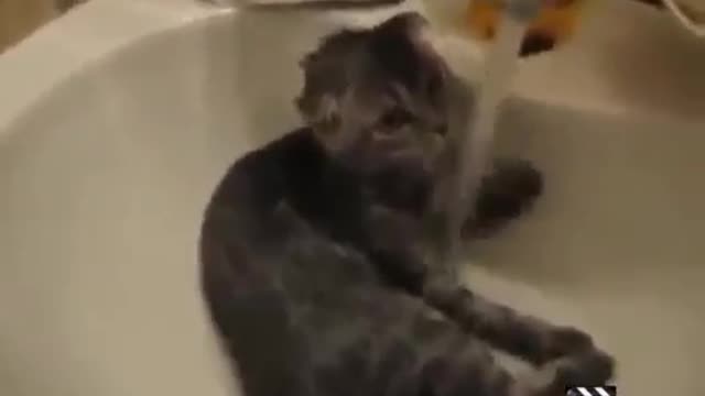 Some funny cat videos