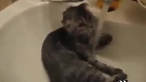 Some funny cat videos