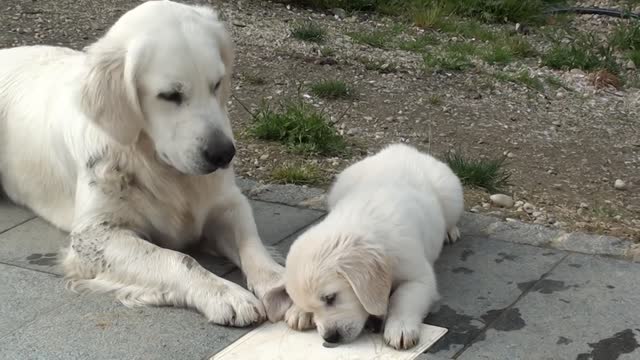 Cute puppies ❤️🤭🥰 adorable Cutie's having their happy hour