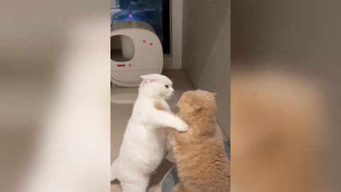 Two fighting cats