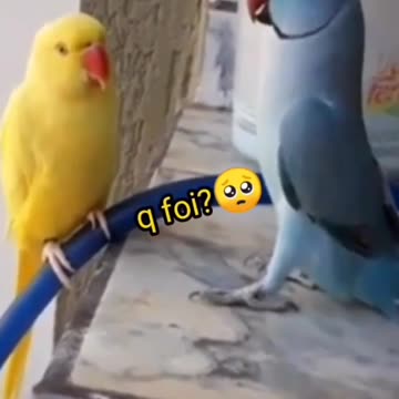 ring neck conversando