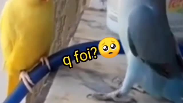 ring neck conversando