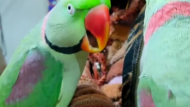 Funny Bird Videos 2021 - CAN'T STOP LAUGHING | Pets Town