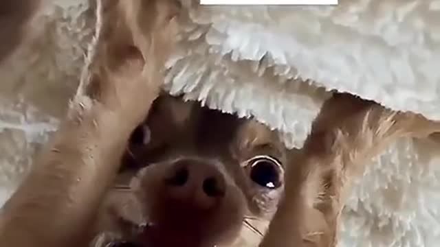 funny animal video