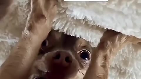 funny animal video