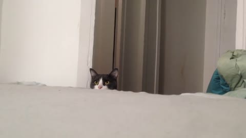 Funny cat video - the Cutest cat PEEK A BOO