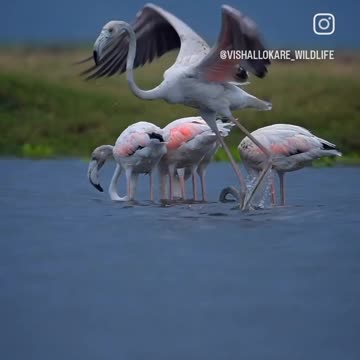 Beautiful birds