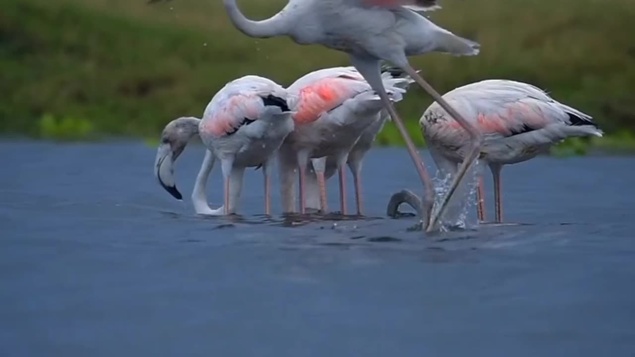 Beautiful birds