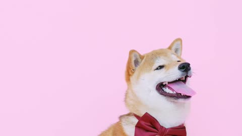 dog in a tie