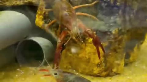 Crayfish Care In Under A Minute