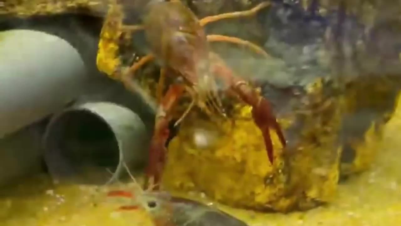 Crayfish Care In Under A Minute