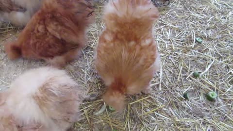 Quail chicks, 1-4 days old