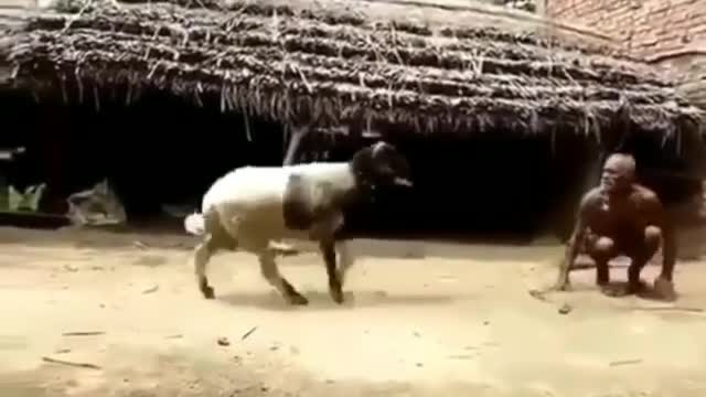 goat vs old grandpa funny videos