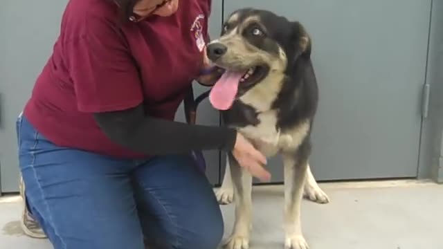 A5163788 Jasper | Bernese Mountain dog/ Alaskan Malamute puppy