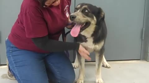 A5163788 Jasper | Bernese Mountain dog/ Alaskan Malamute puppy