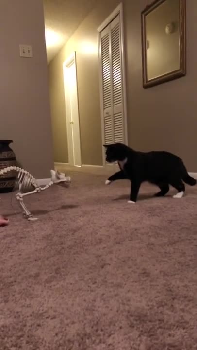 Cats and dogs _ cats meowing _ cats funny videos #shorts