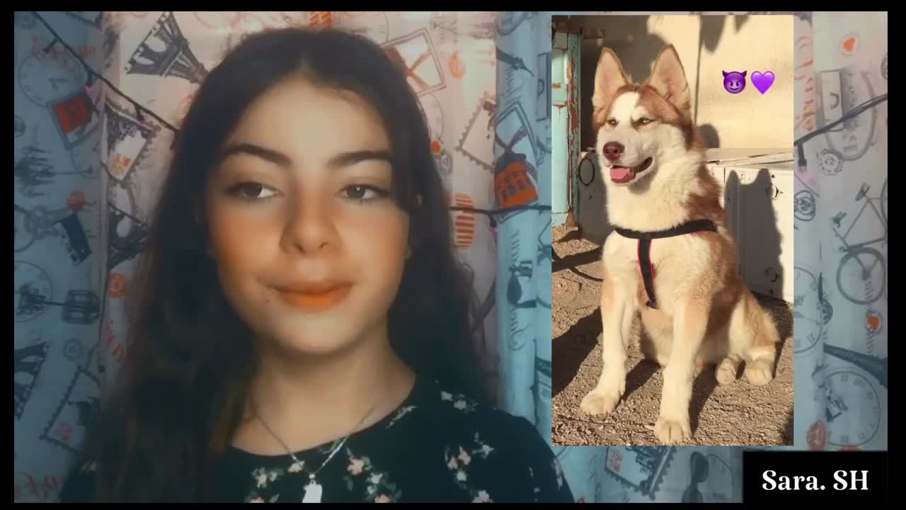 My experience with husky dog