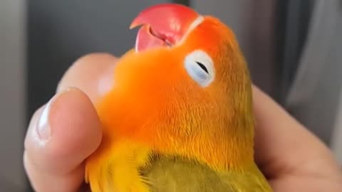 Cute parrot