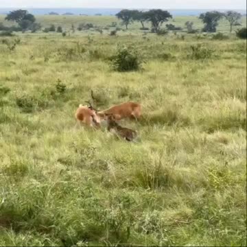Leopard waiting for his food to stop fighting
