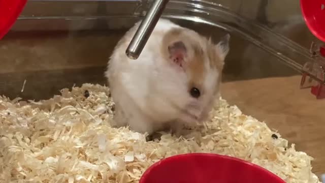 Really funny!!!! my hamster takes a shower