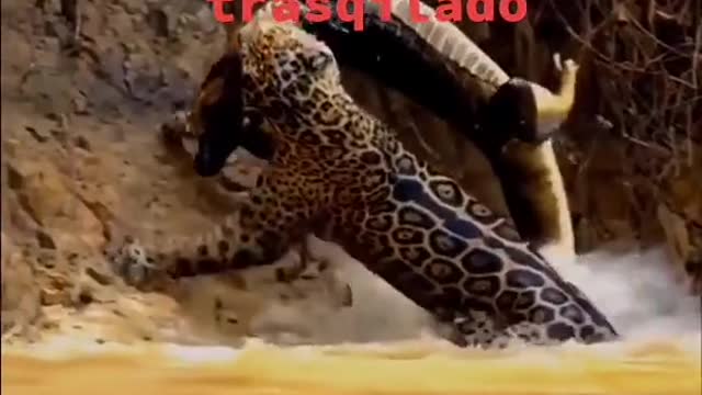 leopard vs crocodile hunter fight