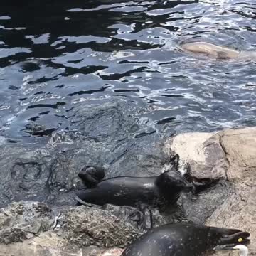 Seal waving for fish!