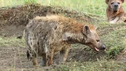 Cute Hyena Cubs