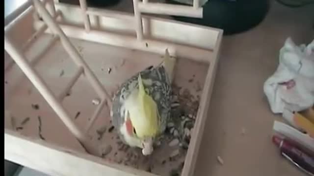 A hand-raised cockatiel parakeet