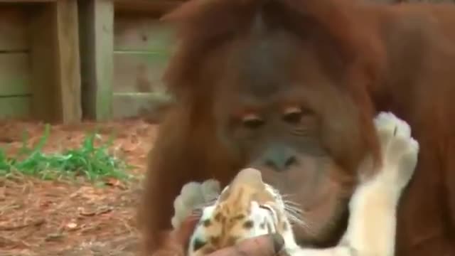 So cute Tiger Orangutan friendship 🥺