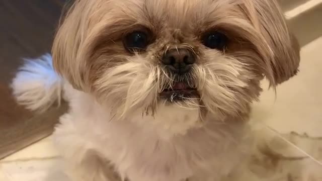 Puppy's Christmas grooming video