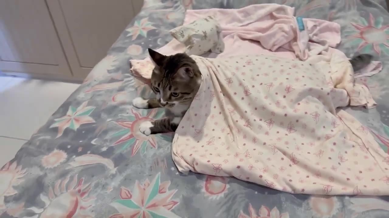 Behind the Scenes: How Muffin Stole the Show in the Pillow Fight Cat Video