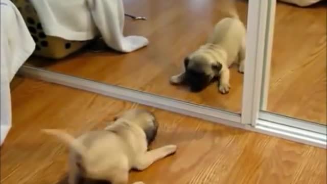 Top 10 Funny and Cute Dog Videos